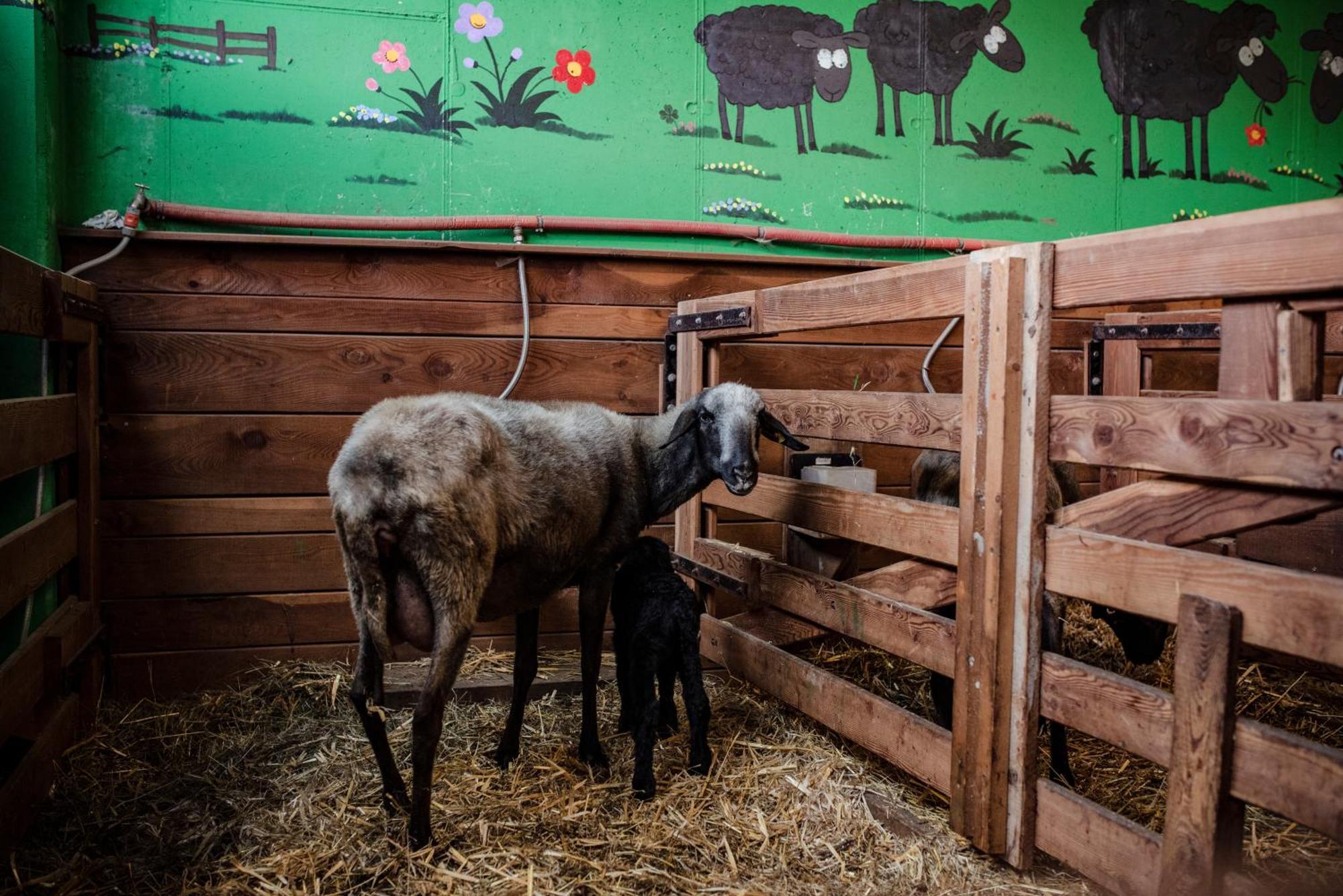 Beim Untertimmeltaler Appartement Matrei in Osttirol Buitenkant foto